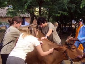 Veterinary Medicine in India