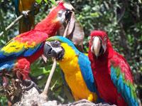 7-Day Peru Conservation Project - Macaw Display