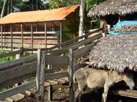 7-Day Peru Conservation Project - Pilot Farm