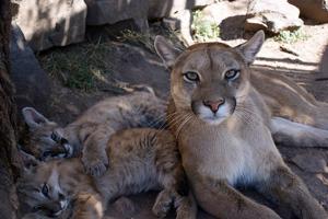 Voluntariado en el Cuidado de Animales en Argentina con Projects Abroad Voluntariado en el Cuidado de Animales en Argentina con Projects Abroad