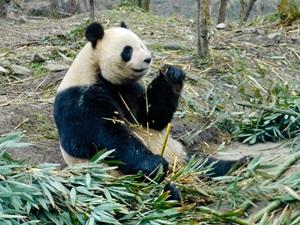 Panda Wildlife Conservation with Projects Abroad
