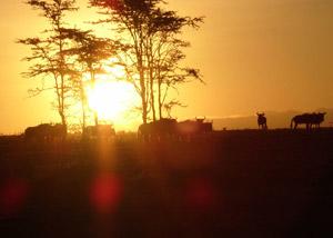 Wildlife at sunset Wildlife at sunset
