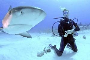 Proyecto de Conservación de tiburones en Fiyi Especiales dos semanas Proyecto de Conservación de tiburones en Fiyi Especiales dos semanas