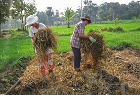 Agricultura y cultivo Agricultura y cultivo